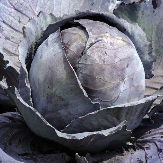 Red Cabbage