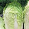 Chinese Cabbage