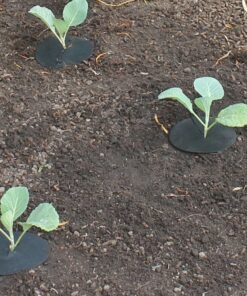 Alternative view of Cabbage Collars. Helps prevent cabbage root fly.