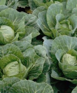 Golden Acre Cabbage
