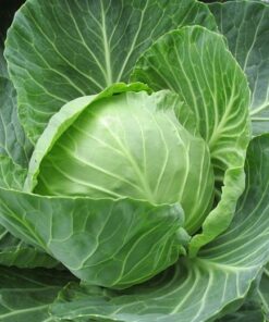 Cabbage Golden Acre