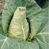 Cabbage Greyhound