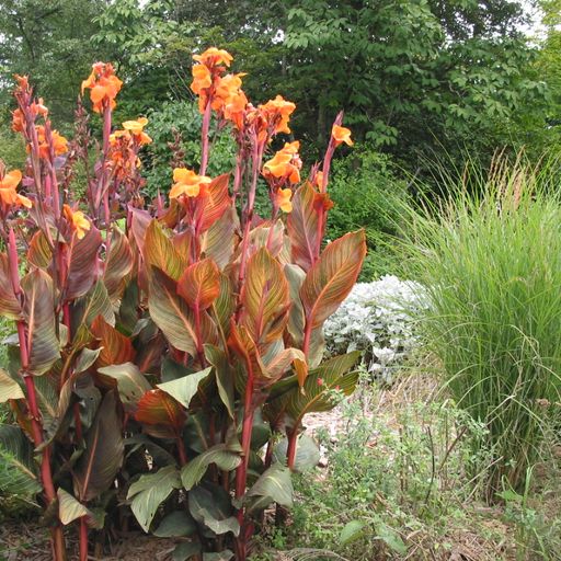 CANNA Tropicanna. The Original Tropicanna - Image 2