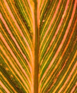 Tropicanna Leaf Colour