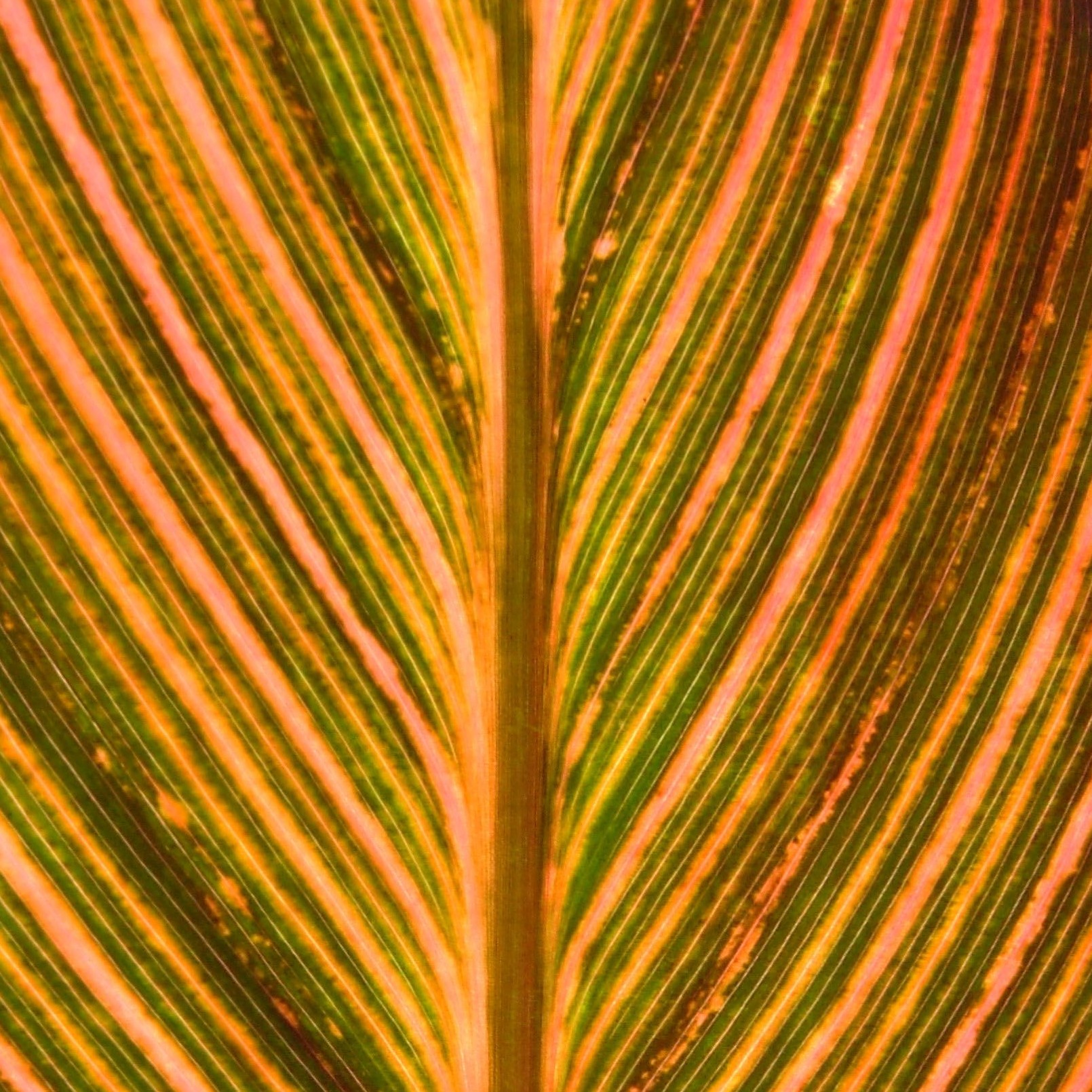Tropicanna Leaf Colour