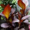 black tropicanna lily