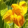 canna tropicanna gold