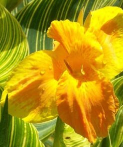 canna tropicanna gold