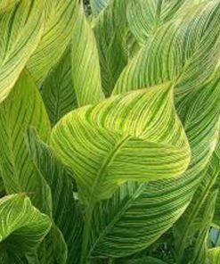 canna tropicanna gold foliage