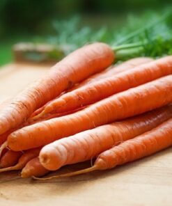 Alternative view of Carrot Amsterdam Forcing Seeds – Fast-Maturing