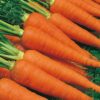 Carrot Autumn King