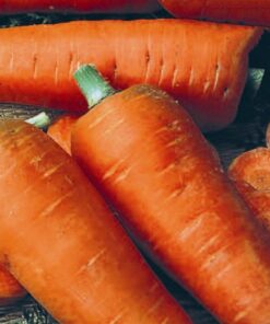Carrot Chantenay Red Cored