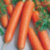 Carrot Early Nanes