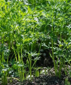 Carrots growing
