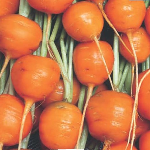 Paris Market Carrots