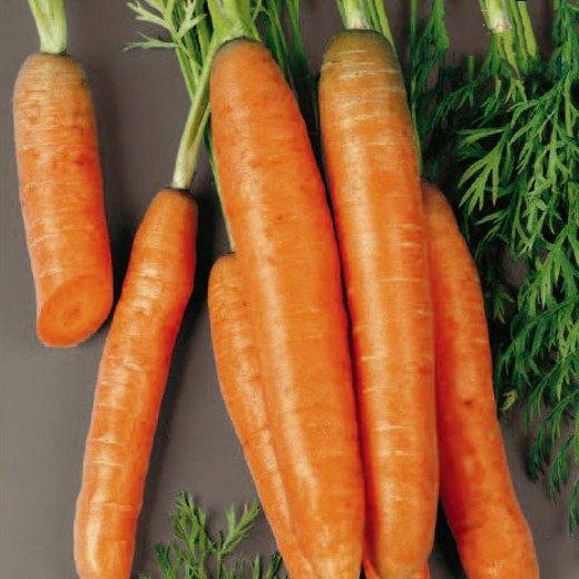 Carrot Touchon