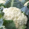 Cauliflower All Year Round