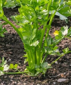 Growing Celery