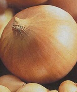 Onion Centurion