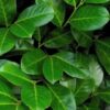 Cherry Laurel
