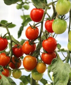 Alternative view of Tomato Cerise – Sweet, Juicy Cherry Tomato Seeds