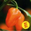 Chilli Habanero