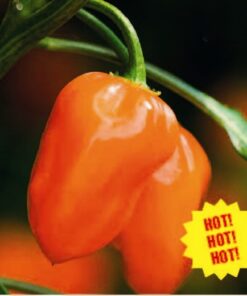 Chilli Habanero