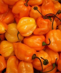 Habanero Chilli