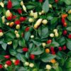 Ornamental Chilli