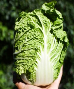 Chinese cabbage