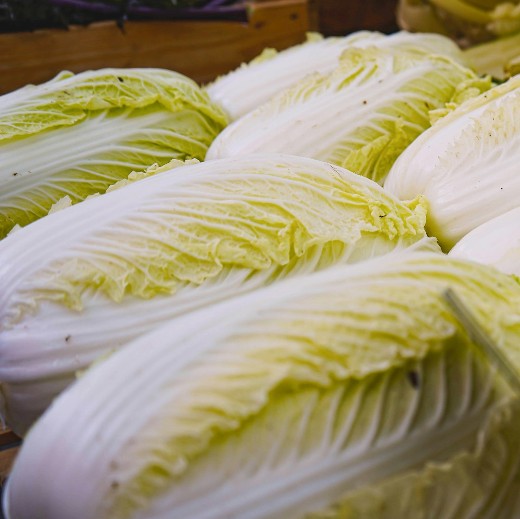 Chinese Cabbage Michihili – Quality Seeds, Easy to Grow - Image 3