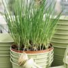 Chives