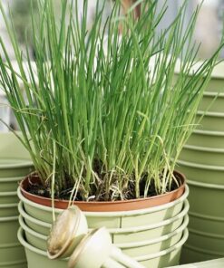 Chives