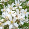 Choisya White Dazzler