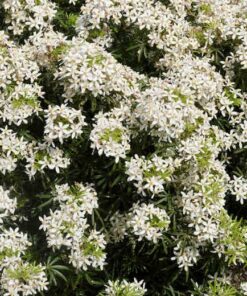 White Dazzler