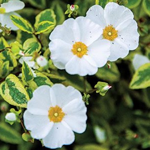 Cistus Little Miss Sunshine. New variety Rock Rose. - Image 4