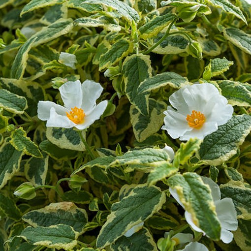 variagated rock rose