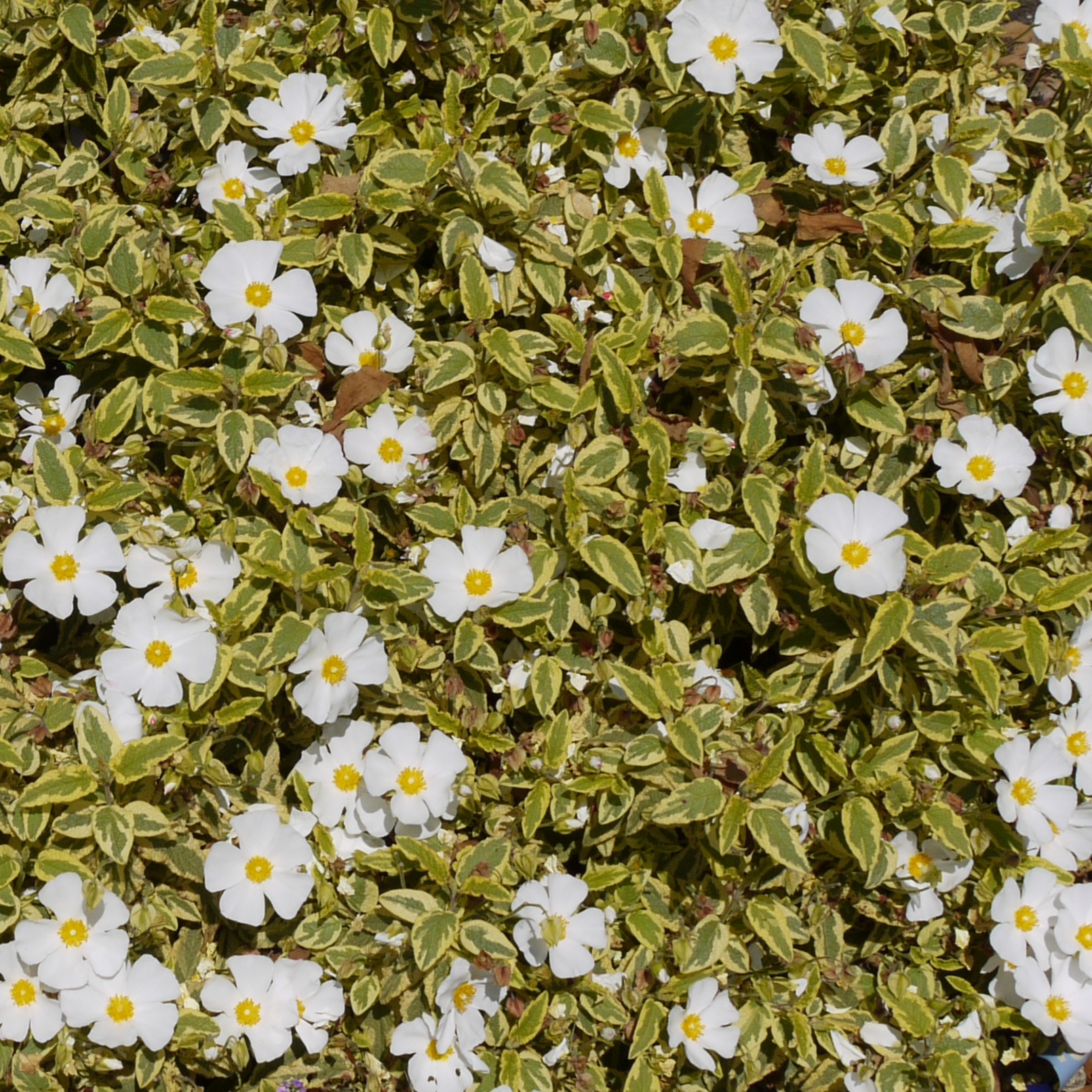 Cistus Little Miss Sunshine. New variety Rock Rose. - Image 6