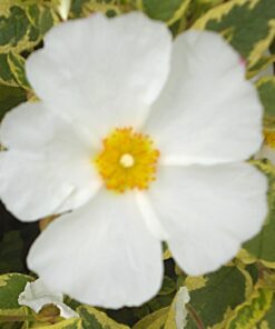 rock rose little miss sunshine