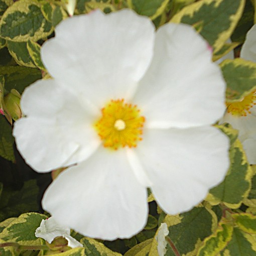 rock rose little miss sunshine