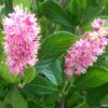 Clethra Ruby Spice