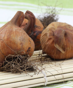 Colchimum Bulbs