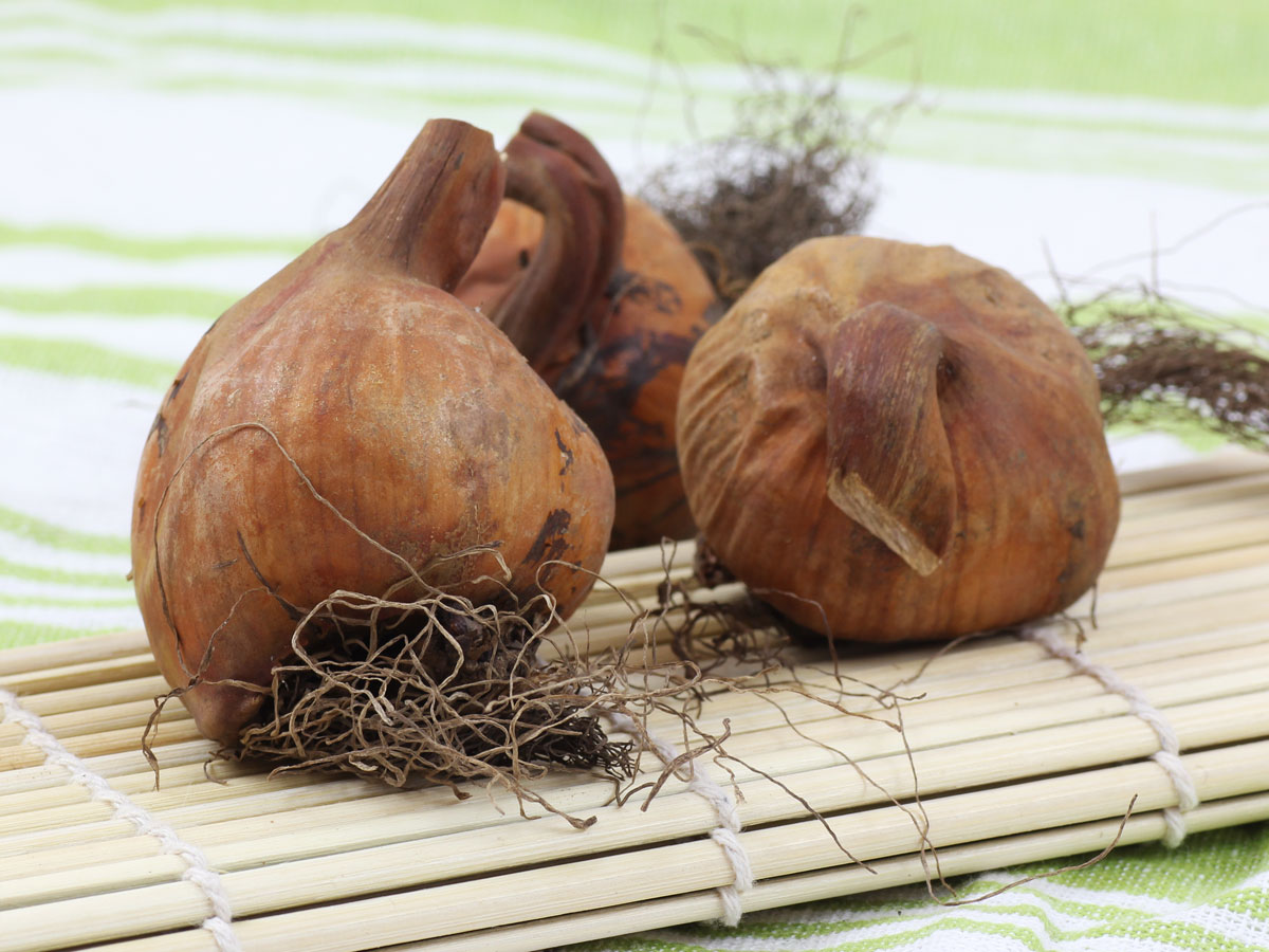 Colchimum Bulbs