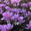Colchicum Lilac Wonder