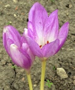 Colchicum