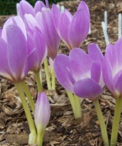 Colchicum The Giant
