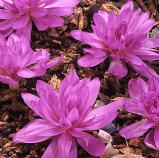 COLCHICUM Waterlily. Autumn Crocus. - Image 2