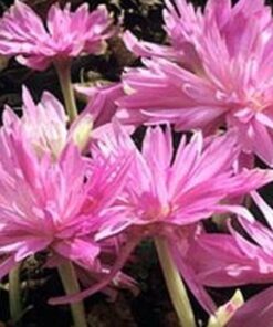 Naked Lady Waterlily
