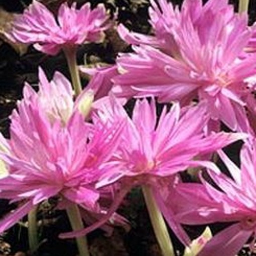 Naked Lady Waterlily