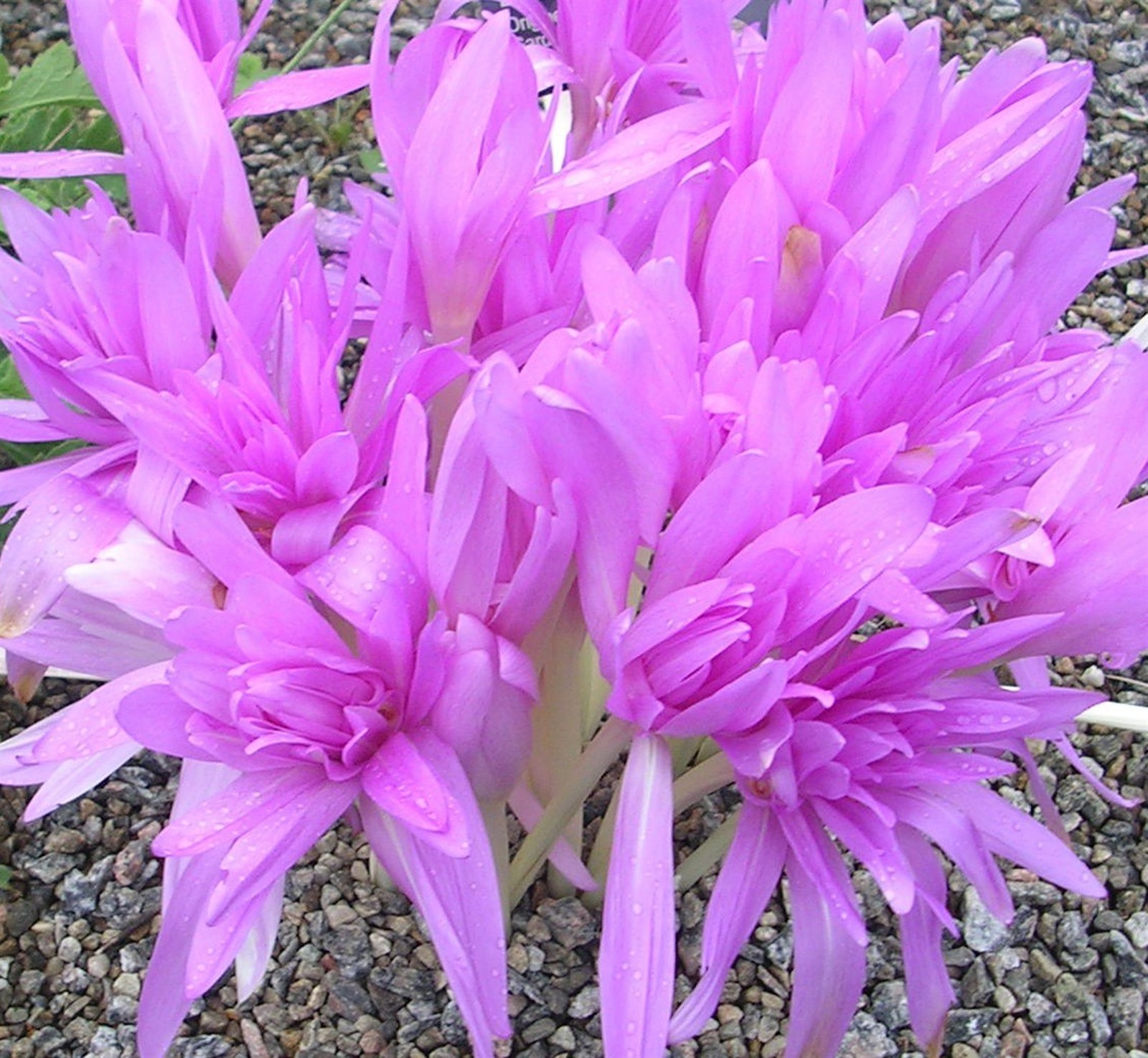 COLCHICUM Waterlily. Autumn Crocus. - Image 4